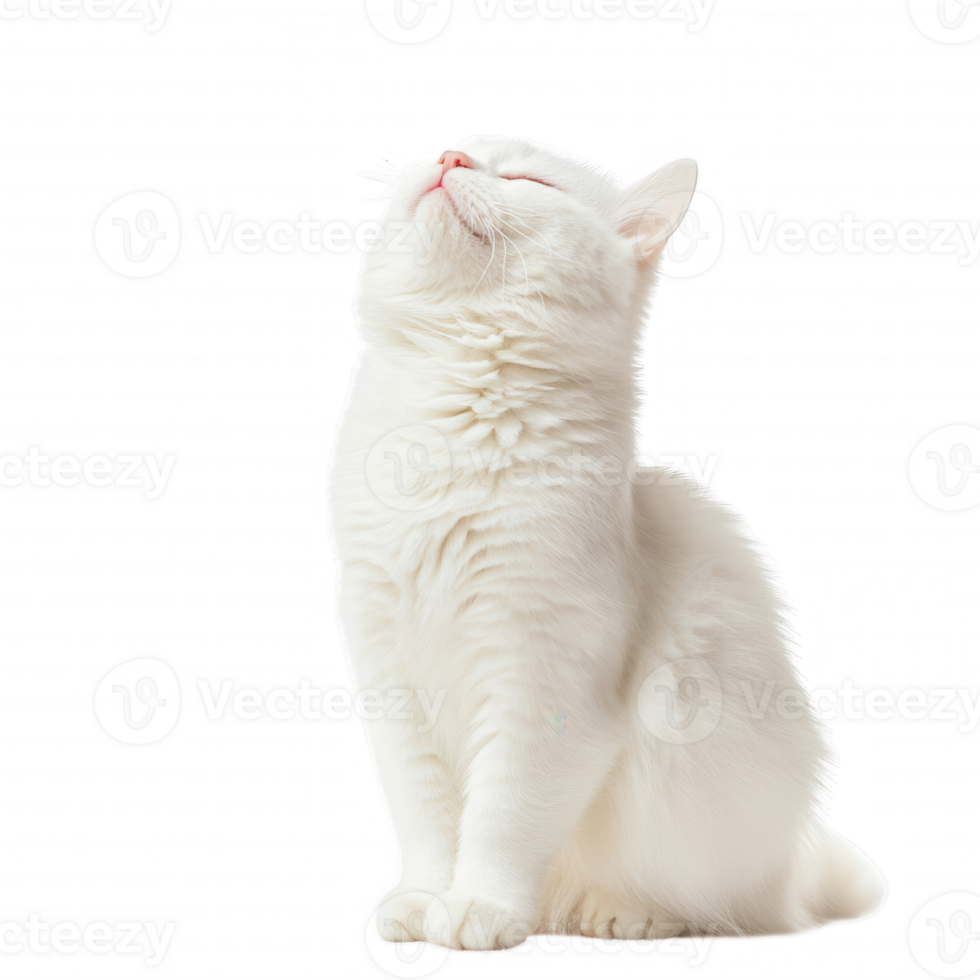 A fluffy white cat looking upwards, showcasing its elegant posture and serene expression. png