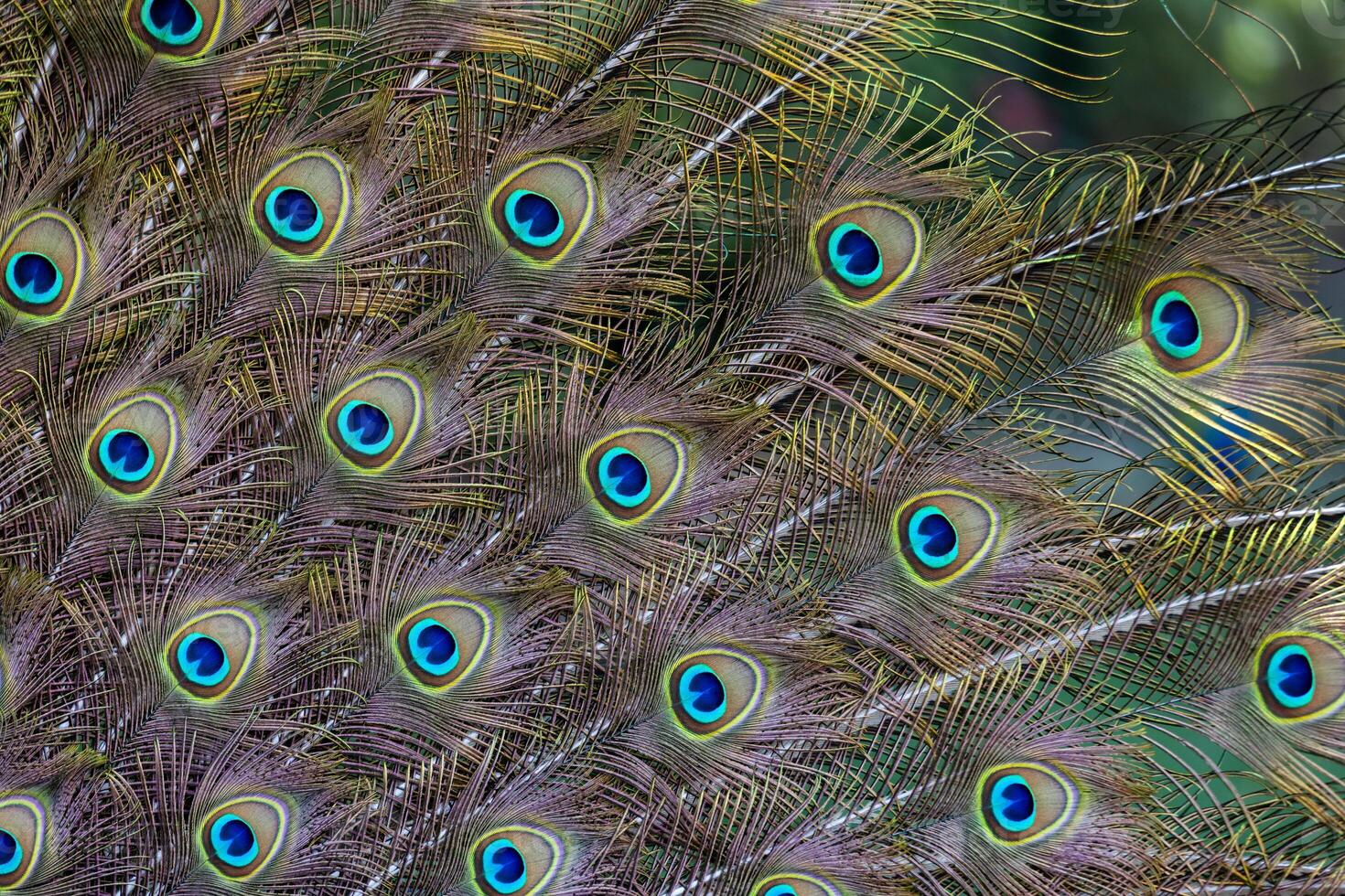 Peacock Ccolorful Feathers In A Tail, Closeup photo