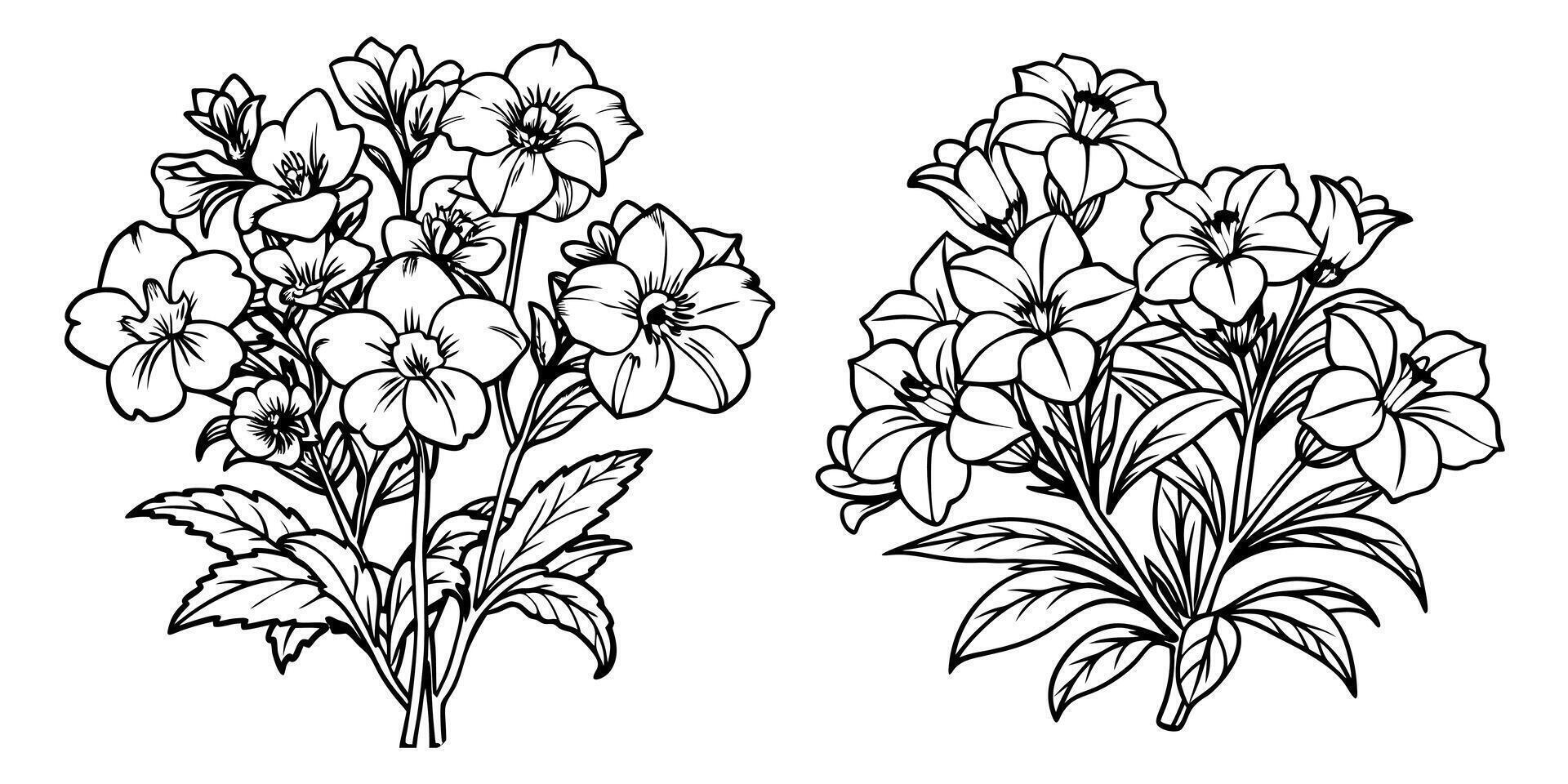 Nemesia flower outline coloring book page line art drawing illustration