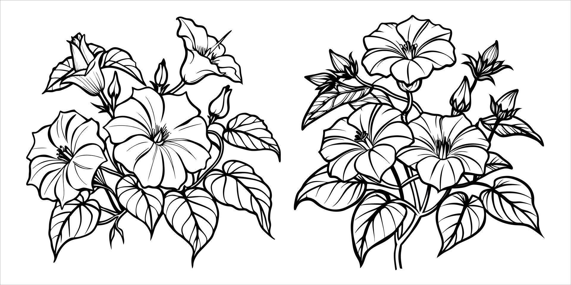 Morning Glory flower outline coloring book page line art drawing illustration for children vector