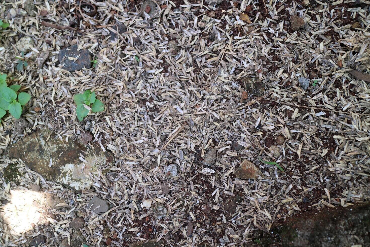 Skin of a very large number of rice grains scattered on the ground, photographed during the day photo