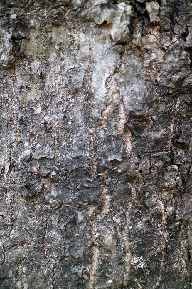 The texture of a tree bark covered in fungus spots, with the dominant colors being black and white photo
