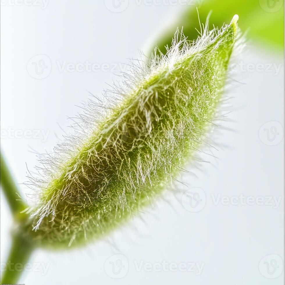Fuzzy green plant bud close-up, white isolated background photo