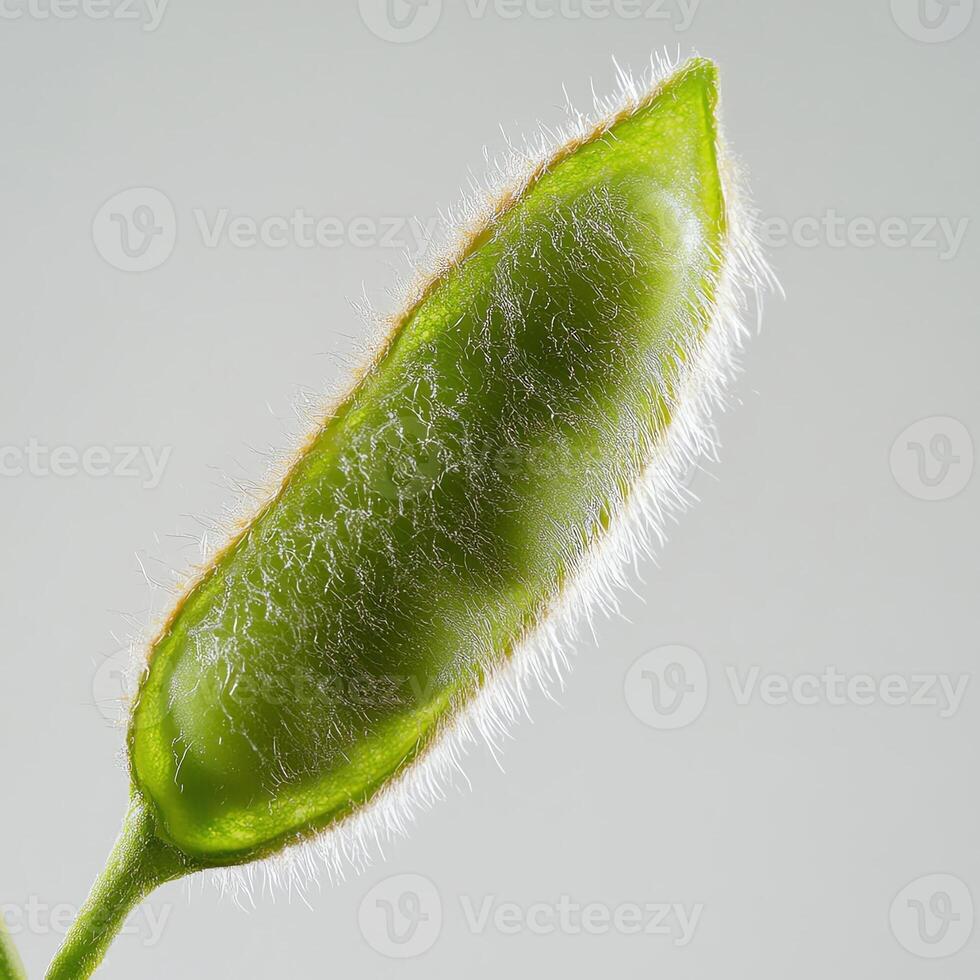 Green seed pod with delicate hairs, white isolated background. photo