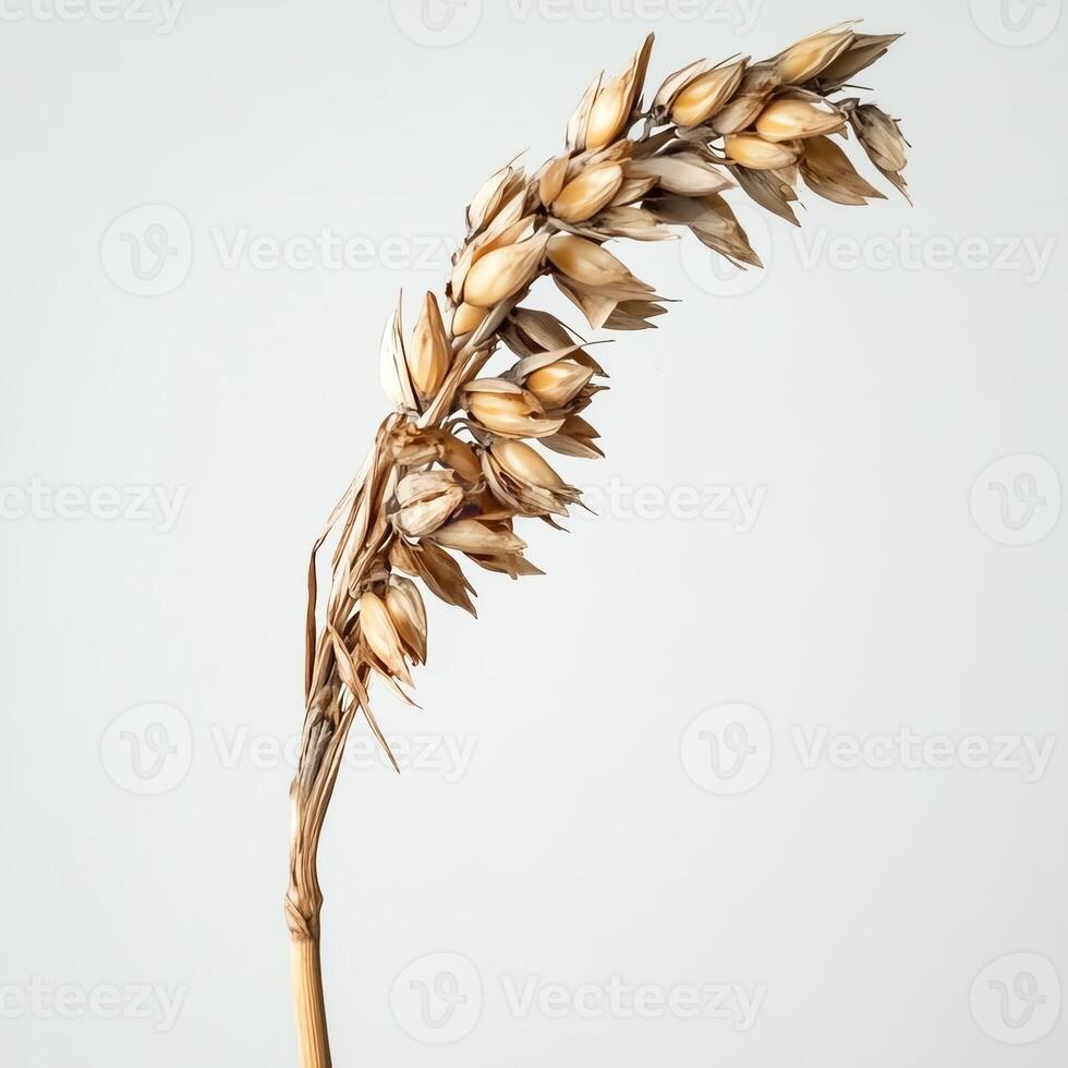 Single wheat stalk, white isolate background, showcasing ripe grains on a light backdrop. photo