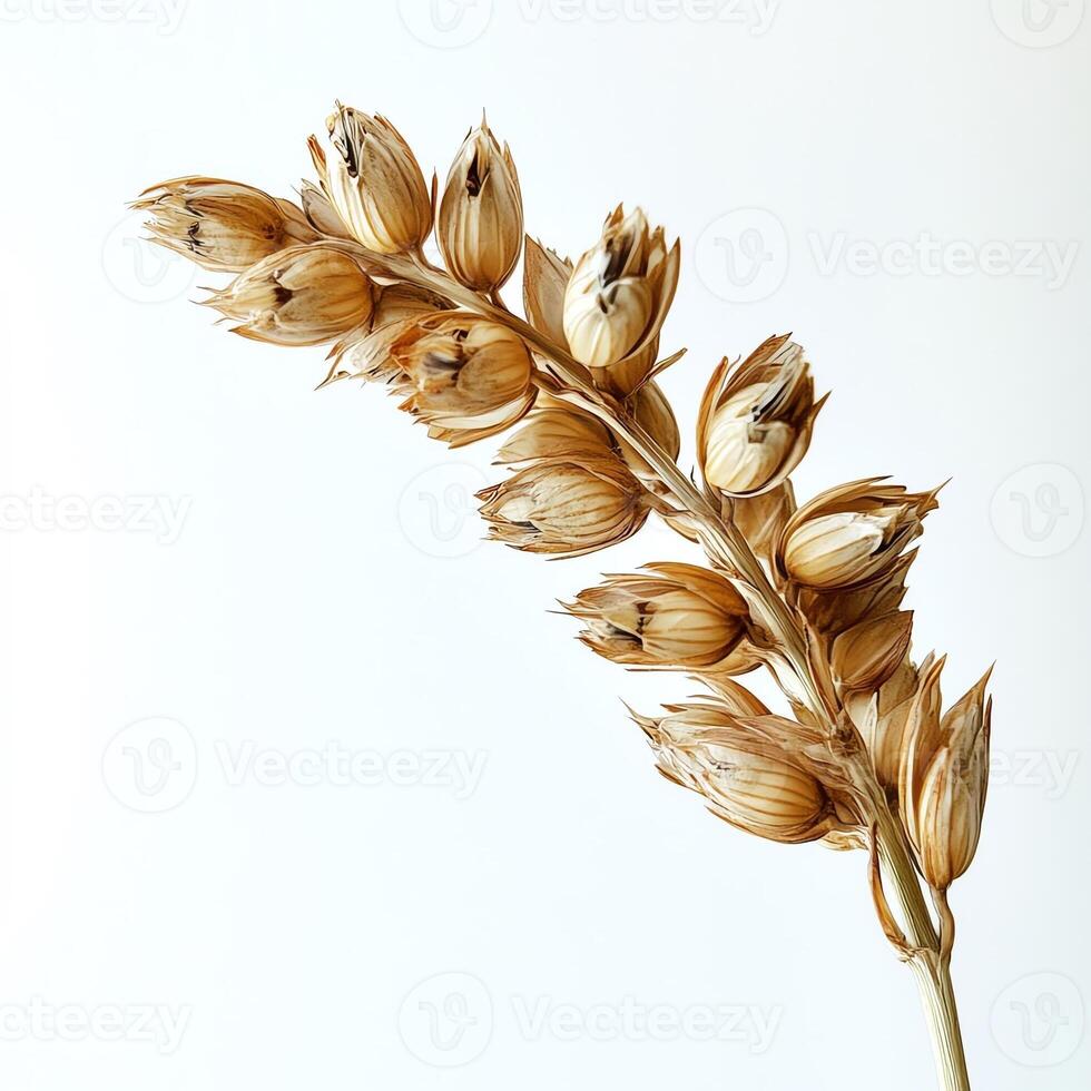 Dried seed pod cluster on white isolated background, showcasing natural texture and intricate details. photo