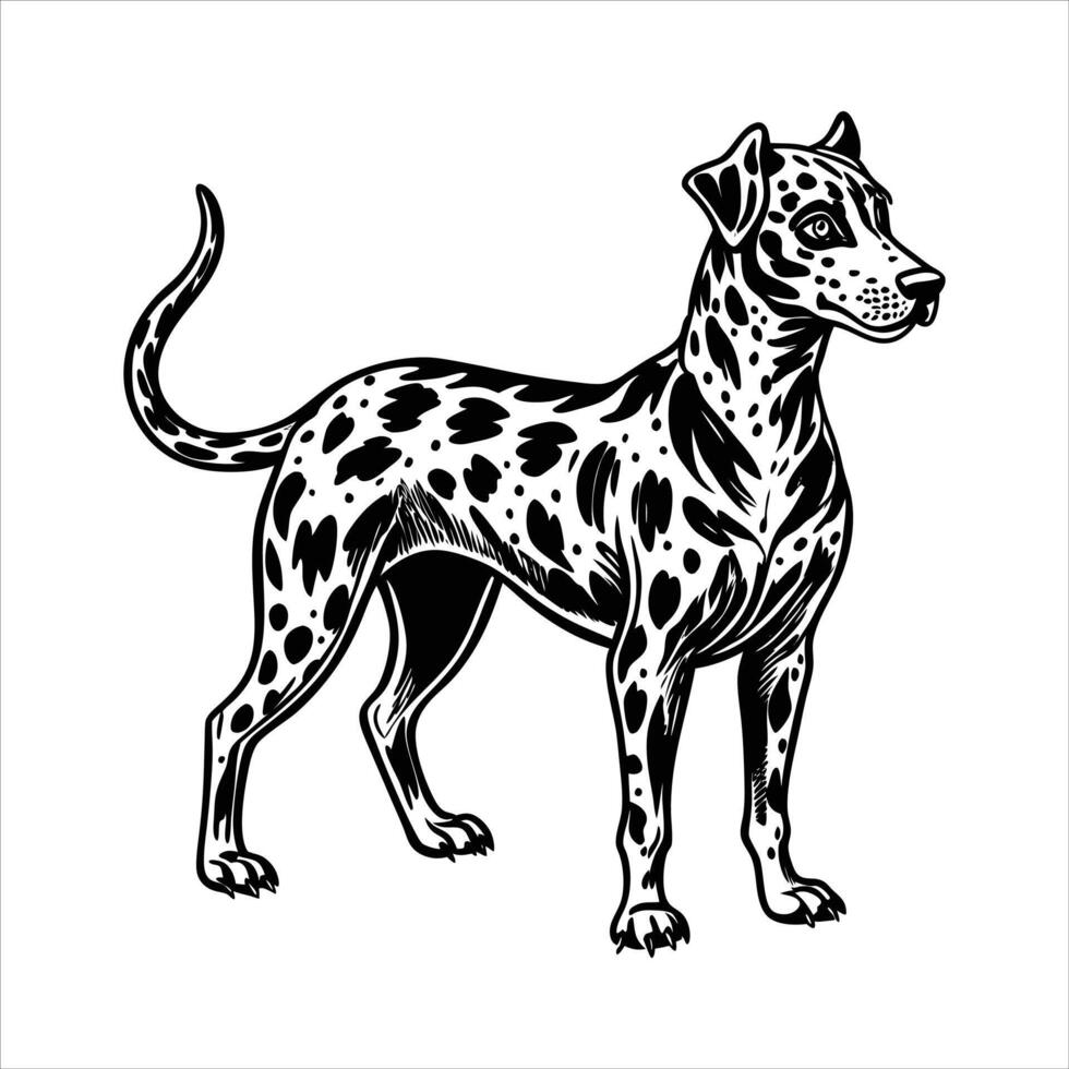 Catahoula Leopard Dog vector