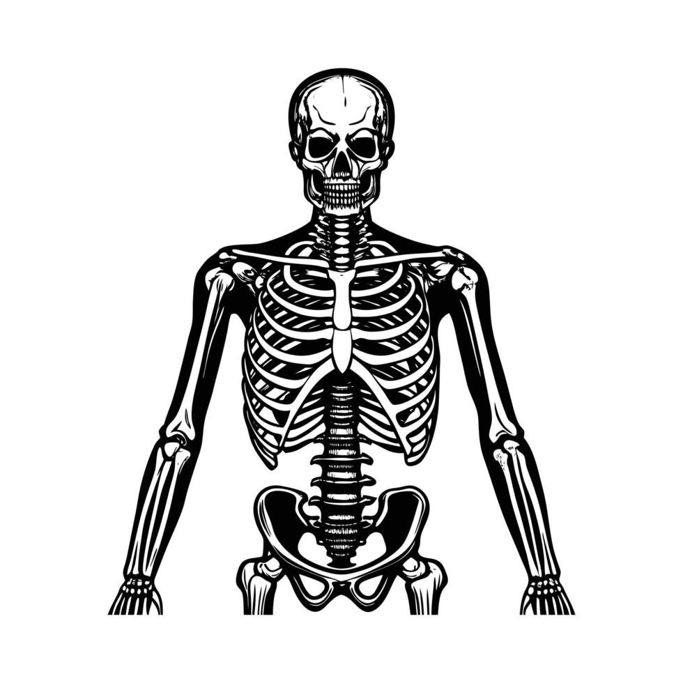 Cute Human Skeleton vector