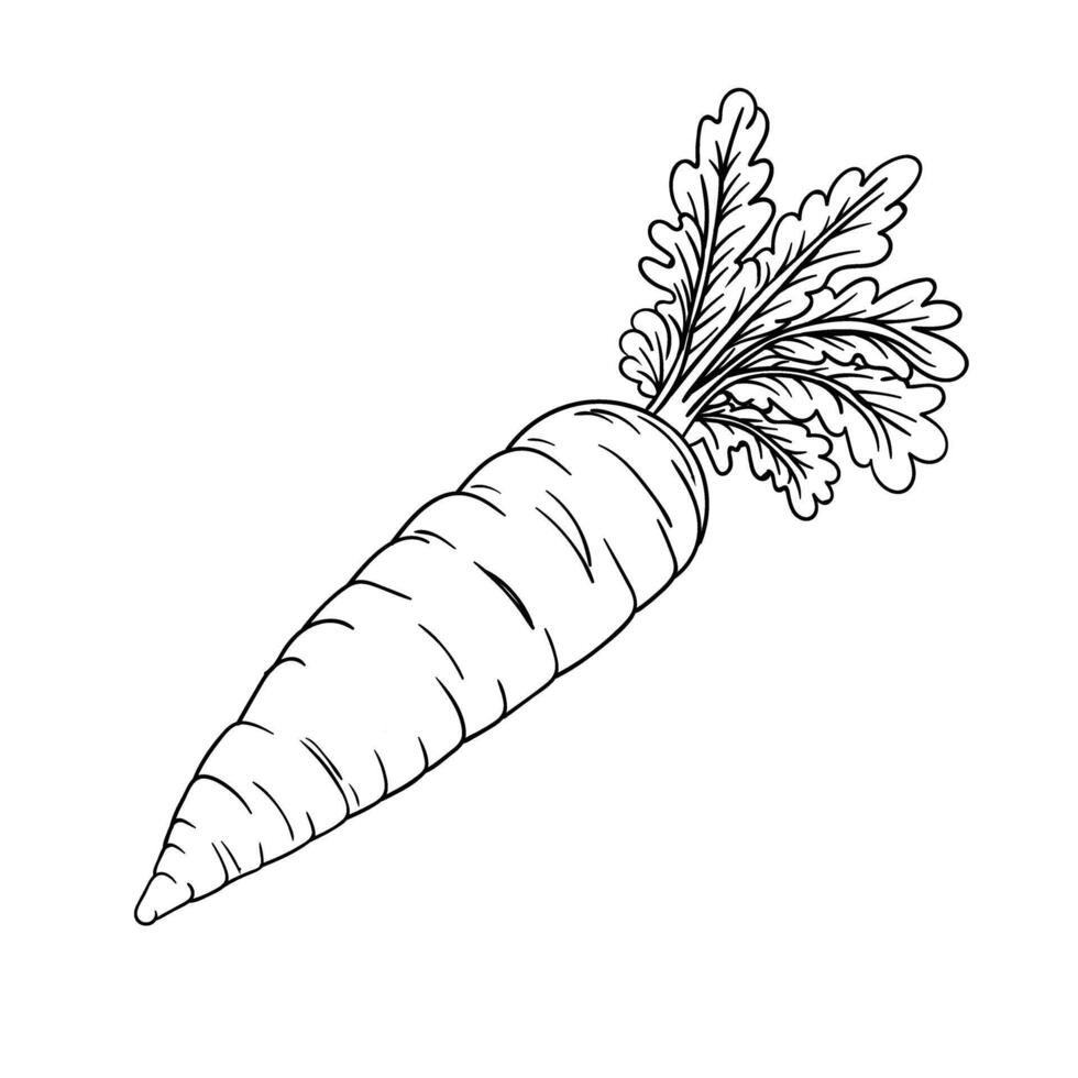 Hand drawing style of carrot vector