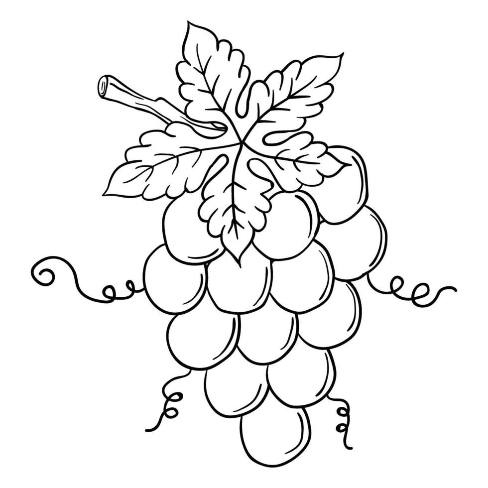 Hand drawing style of line art grapes. vector