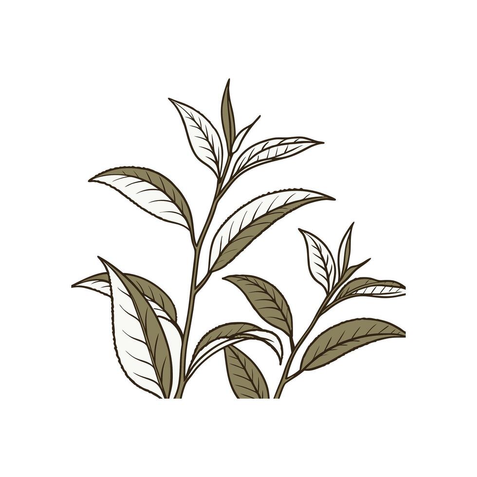 A drawing of a plant with leaves vector