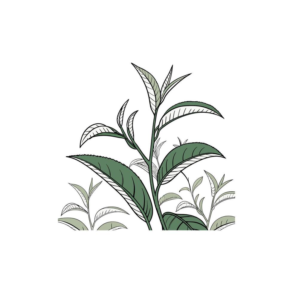 A drawing of a plant with leaves vector
