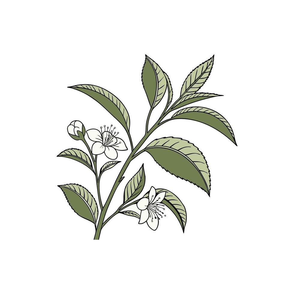 A branch with flowers and leaves on it vector