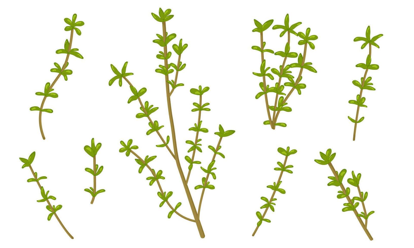 illustration of thyme isolated on white background. Fresh Herbs Image. Botanical illustration. vector