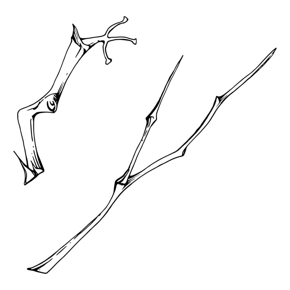 Tree, berry or bush branch twig with no leaves hand drawn in ink . Early spring, late autumn or winter, plant stalks, buds. Isolated botanical illustration. Wedding, scrapbooking, florist shop. vector