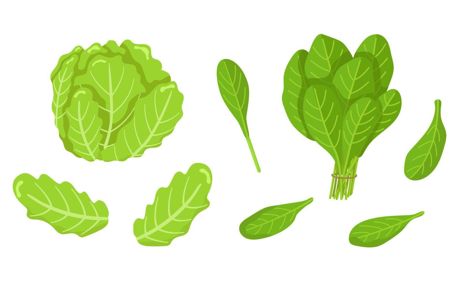 set of spinach and iceberg lettuce isolated on white background. Vegetarian food. Pictures for packaging design and culinary products. vector