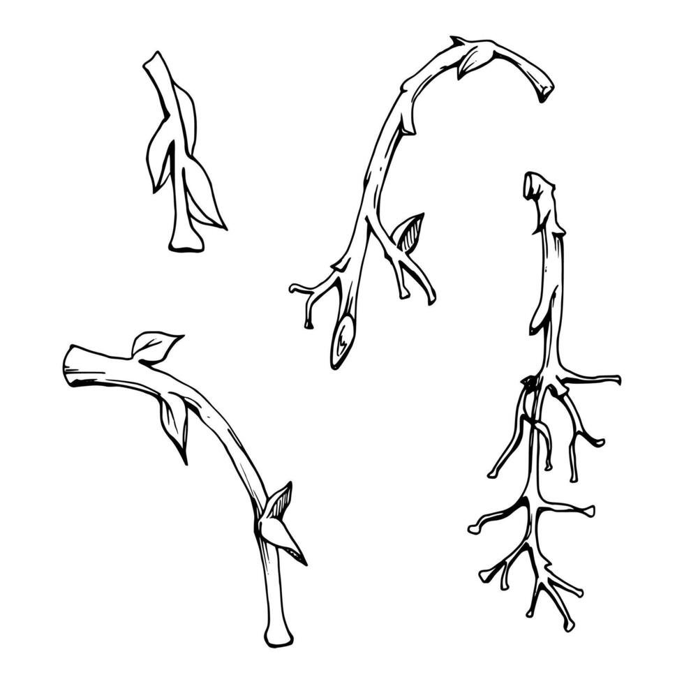 Tree, berry or bush branch twig with no leaves, early spring, late autumn or winter, plant stalks, buds, hand drawn in ink . Isolated botanical illustration. Wedding, decoupage, florist shop. vector