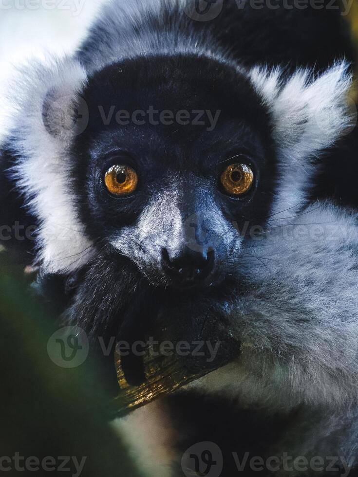 Black-and-white ruffed lemur photo