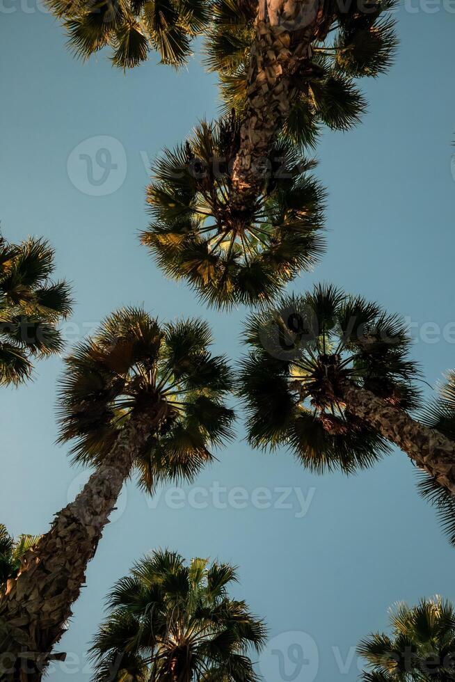 Tropical palmtrees against the summer sky photo