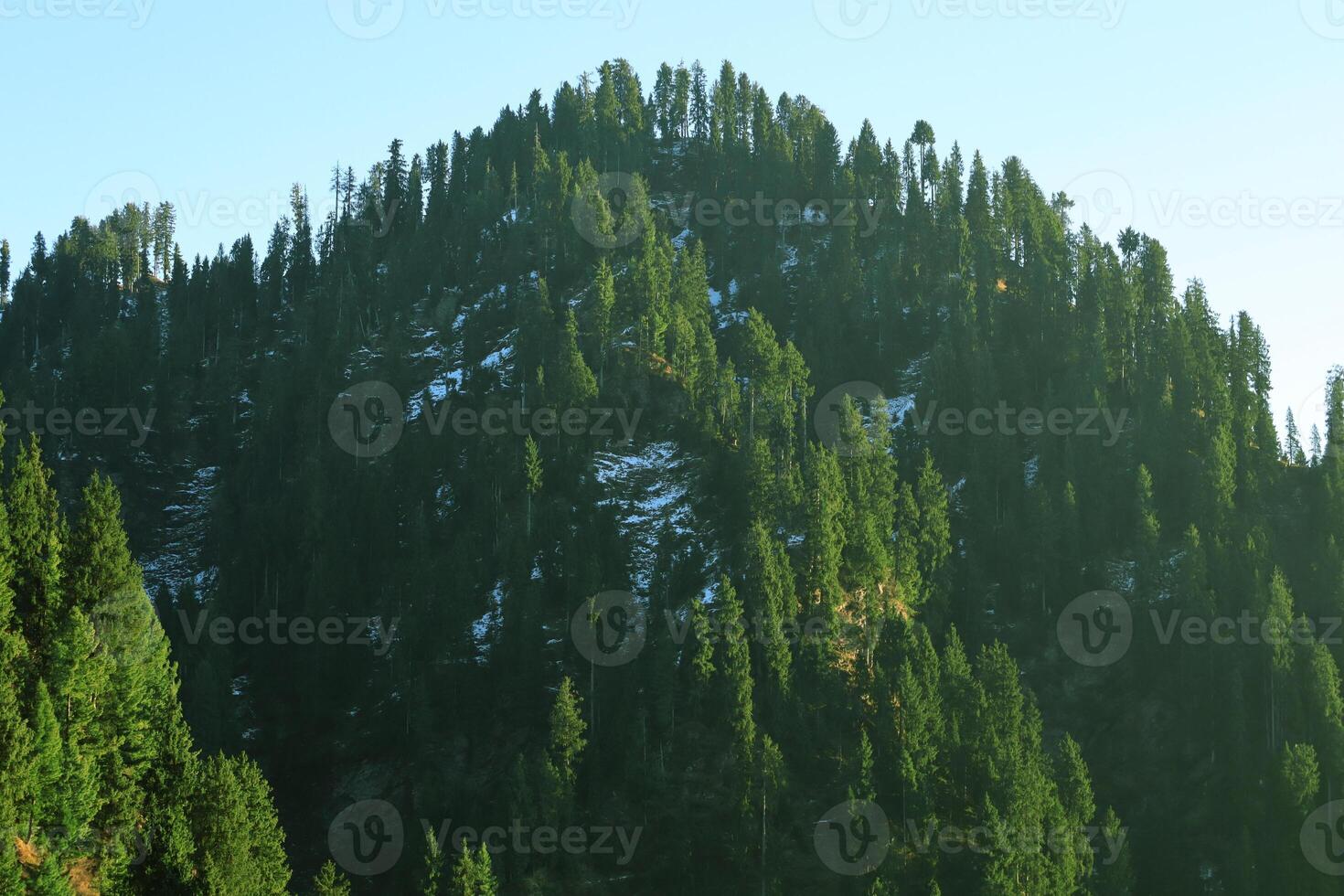 Snow-Dusted Fir Tree Forest on a Mountain Slope, Day Sunlight in Malam Jabba, Pakistan photo