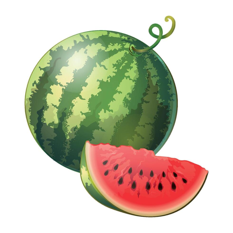 Watermelon isolated fresh fruit vector