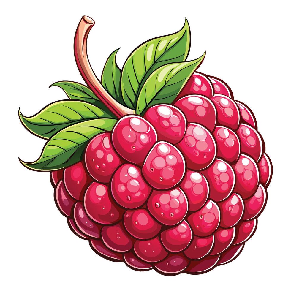raspberry fruit illustration vector