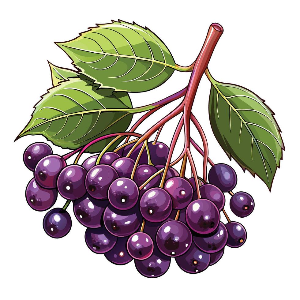 illustration of a bunch of purple elderberry vector