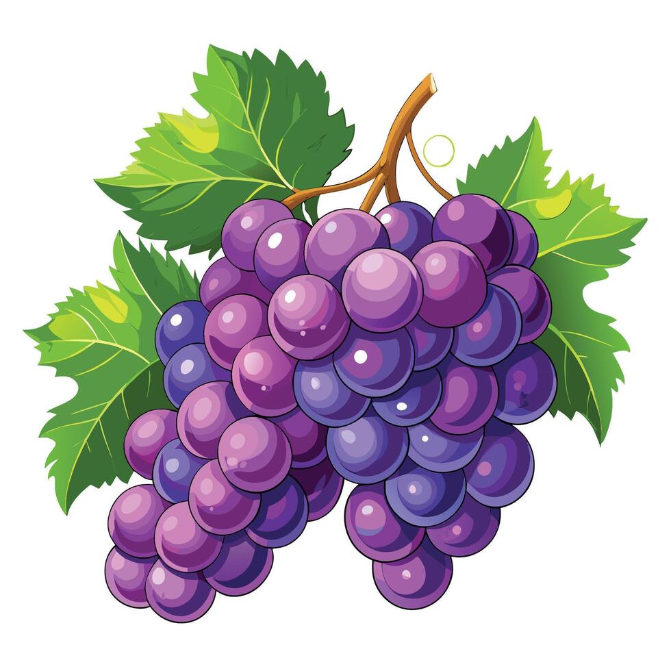 grapes on a vine illustration vector