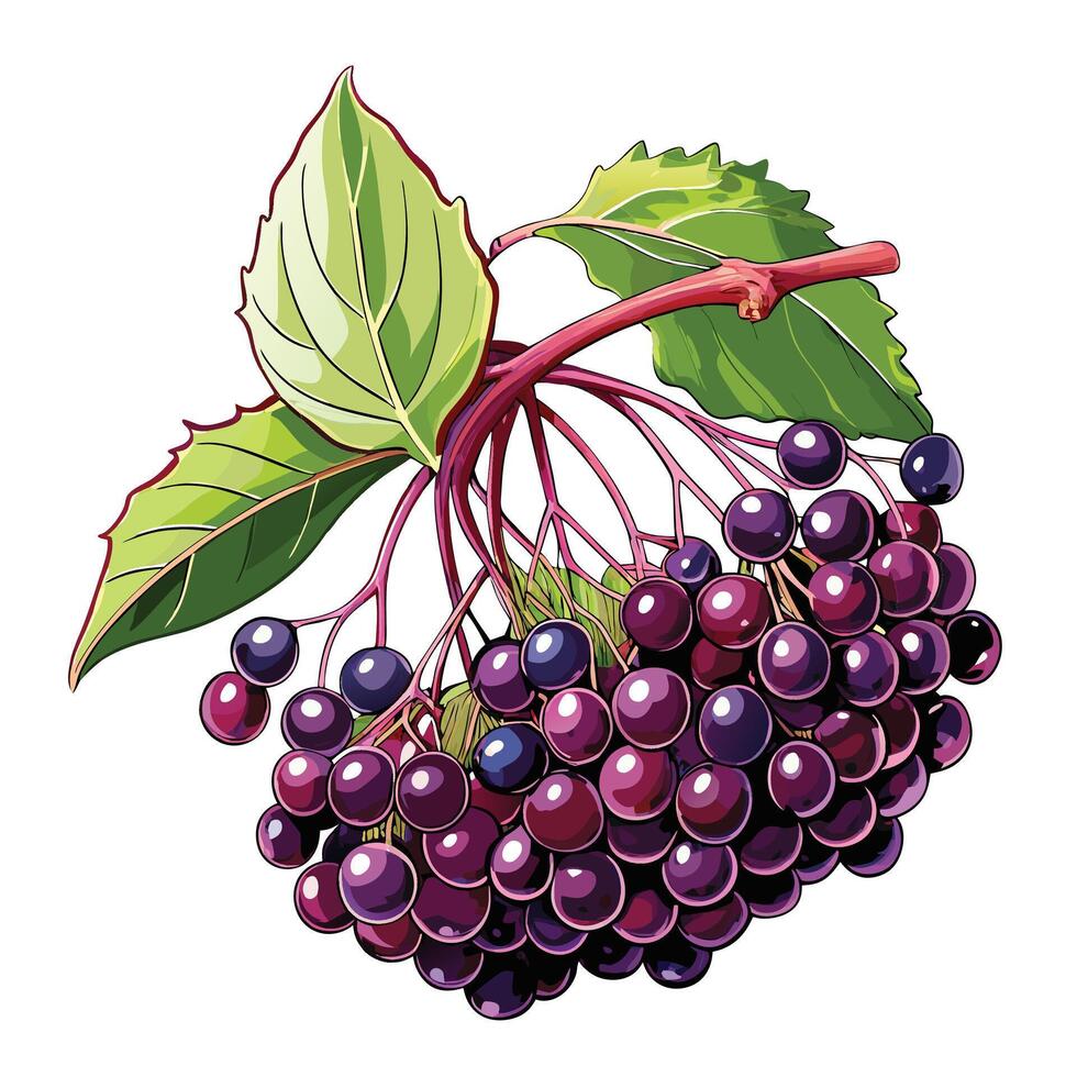 a bunch of purple elderberries on a white background vector