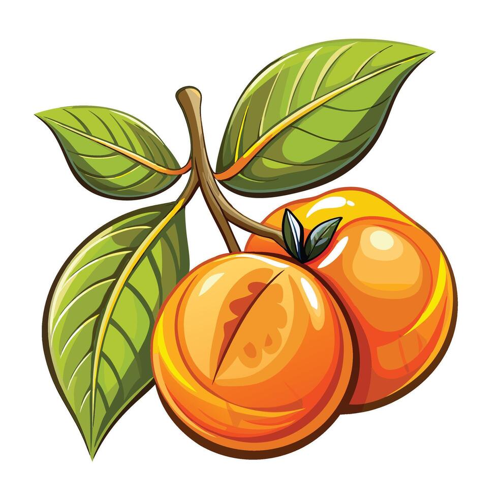 illustration of apricot fruit with leaves vector