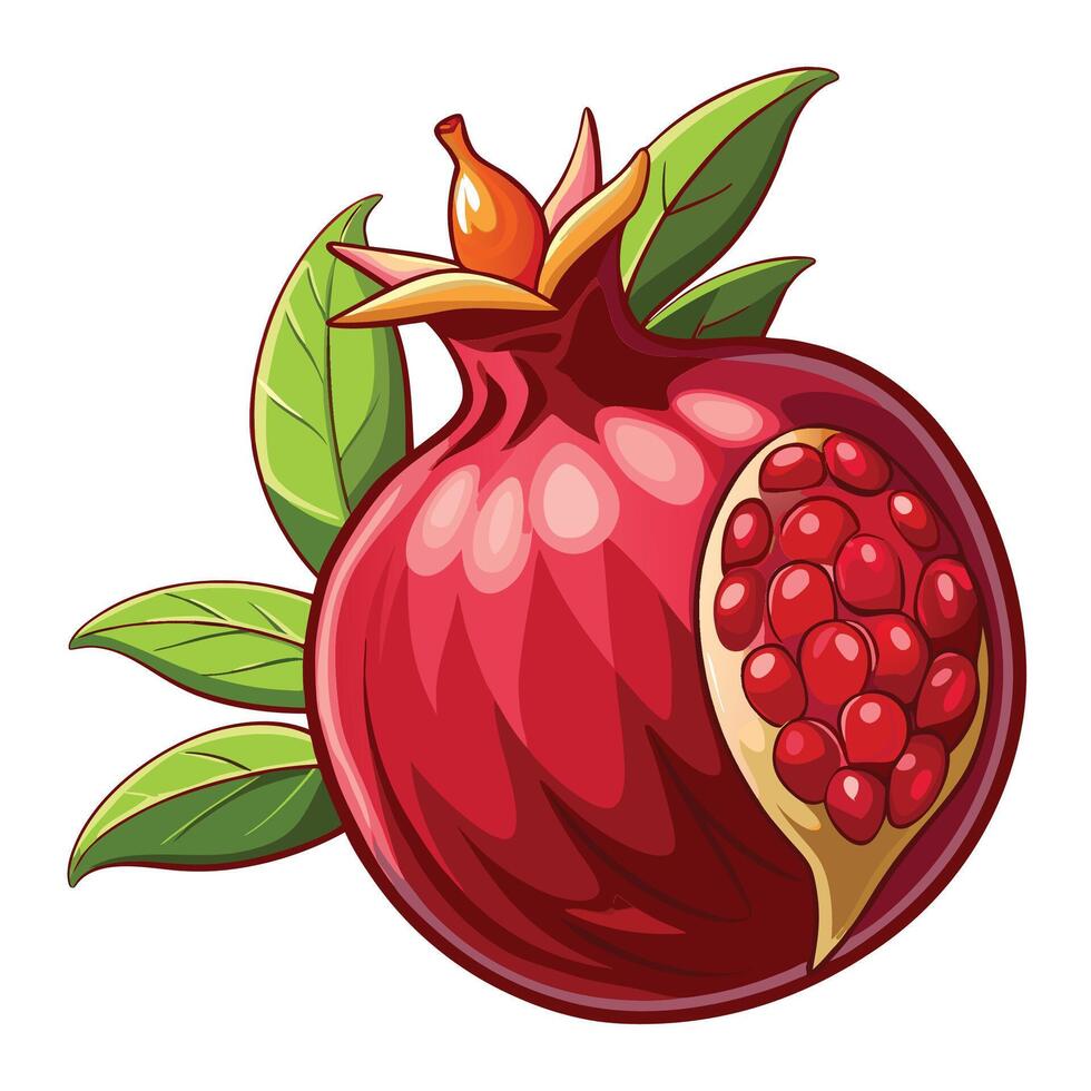 pomegranate with leaves and fruit illustration vector