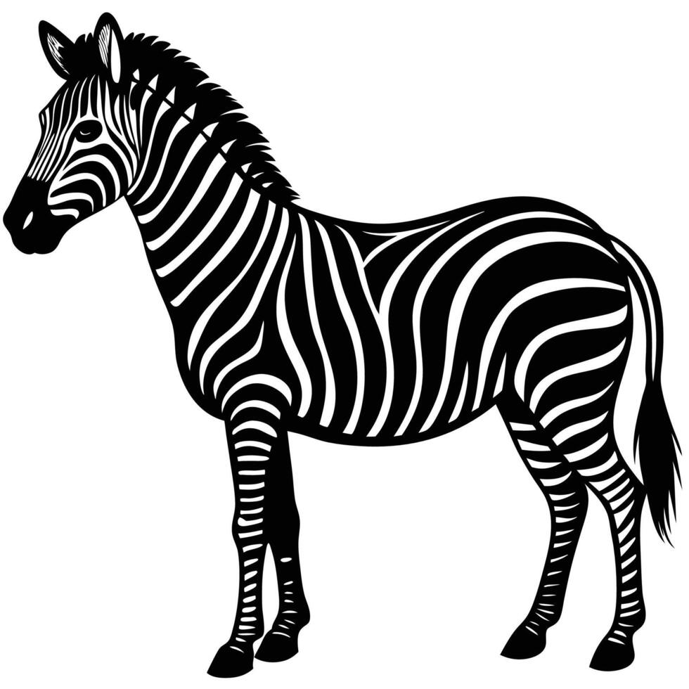 a zebra is standing in front of a white background vector