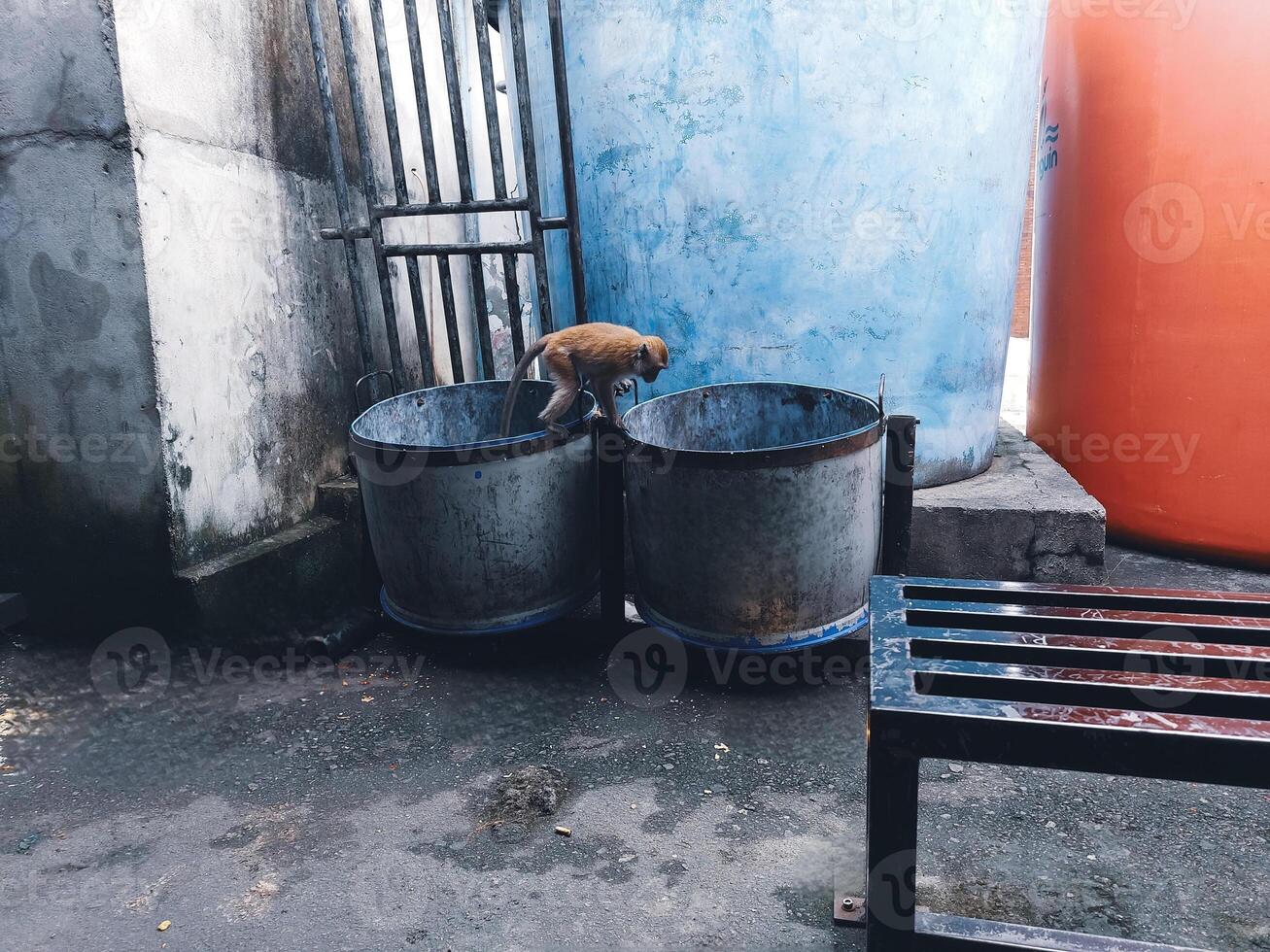 Monkey Exploring Trash Bins in Urban Setting photo