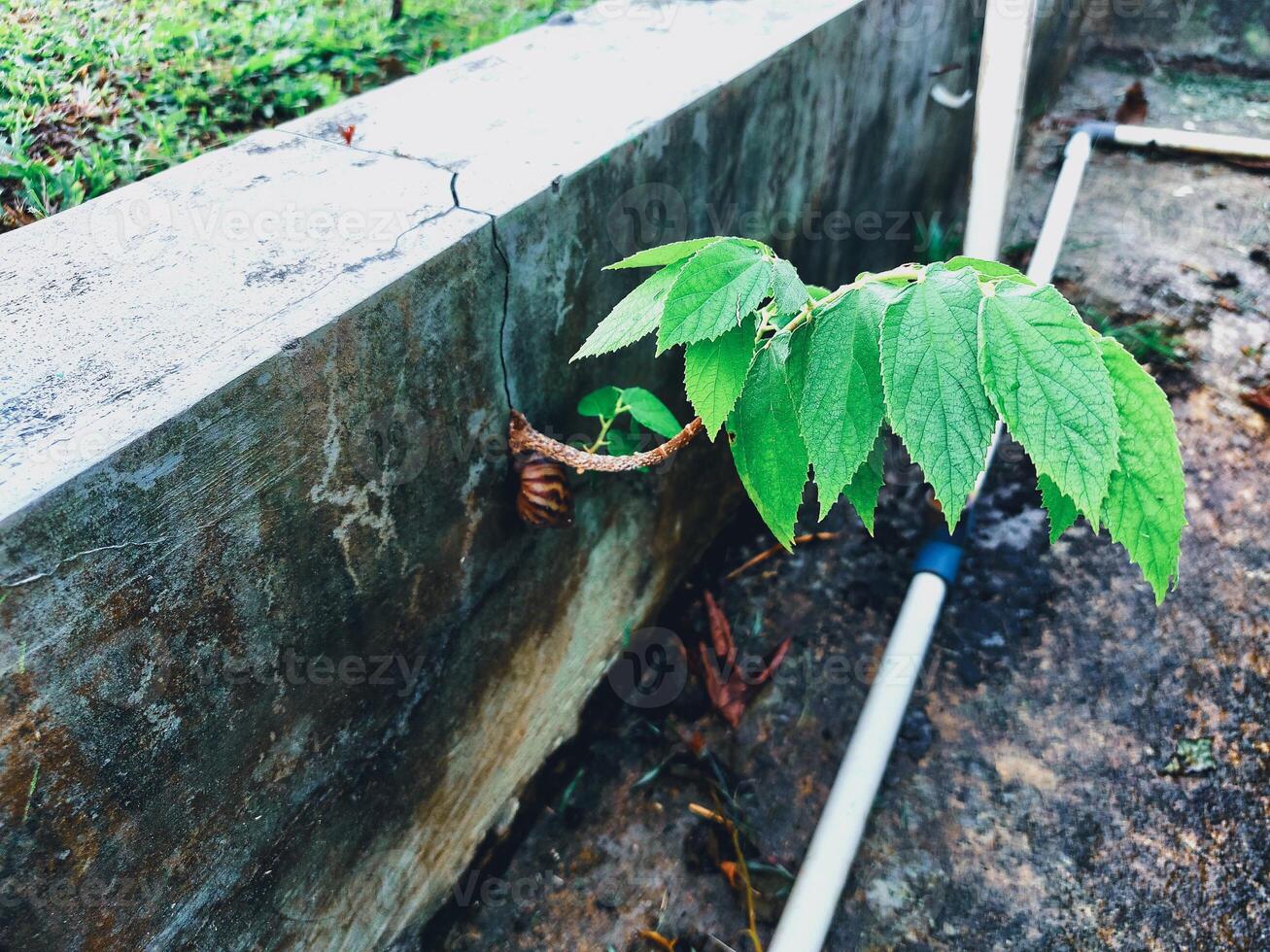 Green Leaves Growing on a Weathered Wall photo