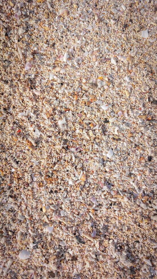 Close-Up of Colorful Seashells and Sand photo