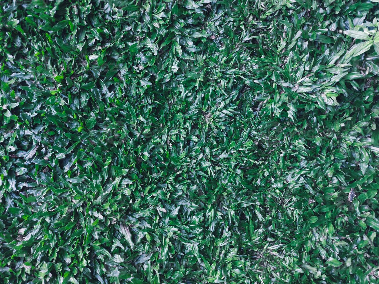 Lush Green Leaves or grass Texture photo