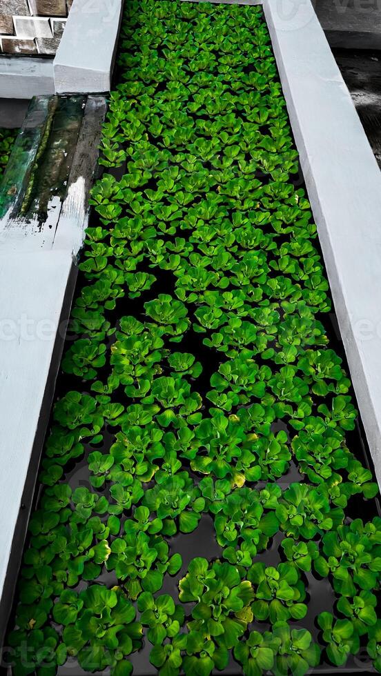 Lush Green Water Plants in Tranquil Water photo