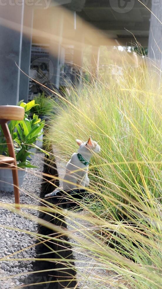 Curious Cat Sitting Among Tall Grass photo