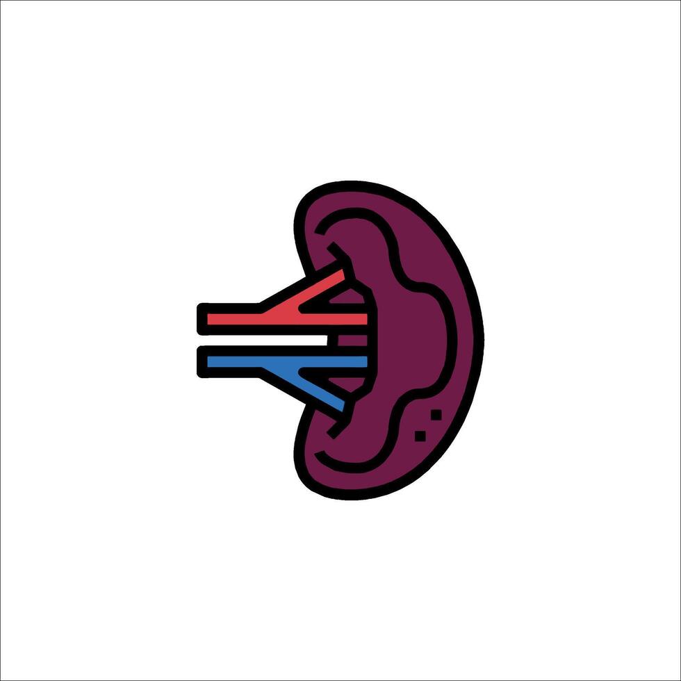 An illustration of a human kidney vector