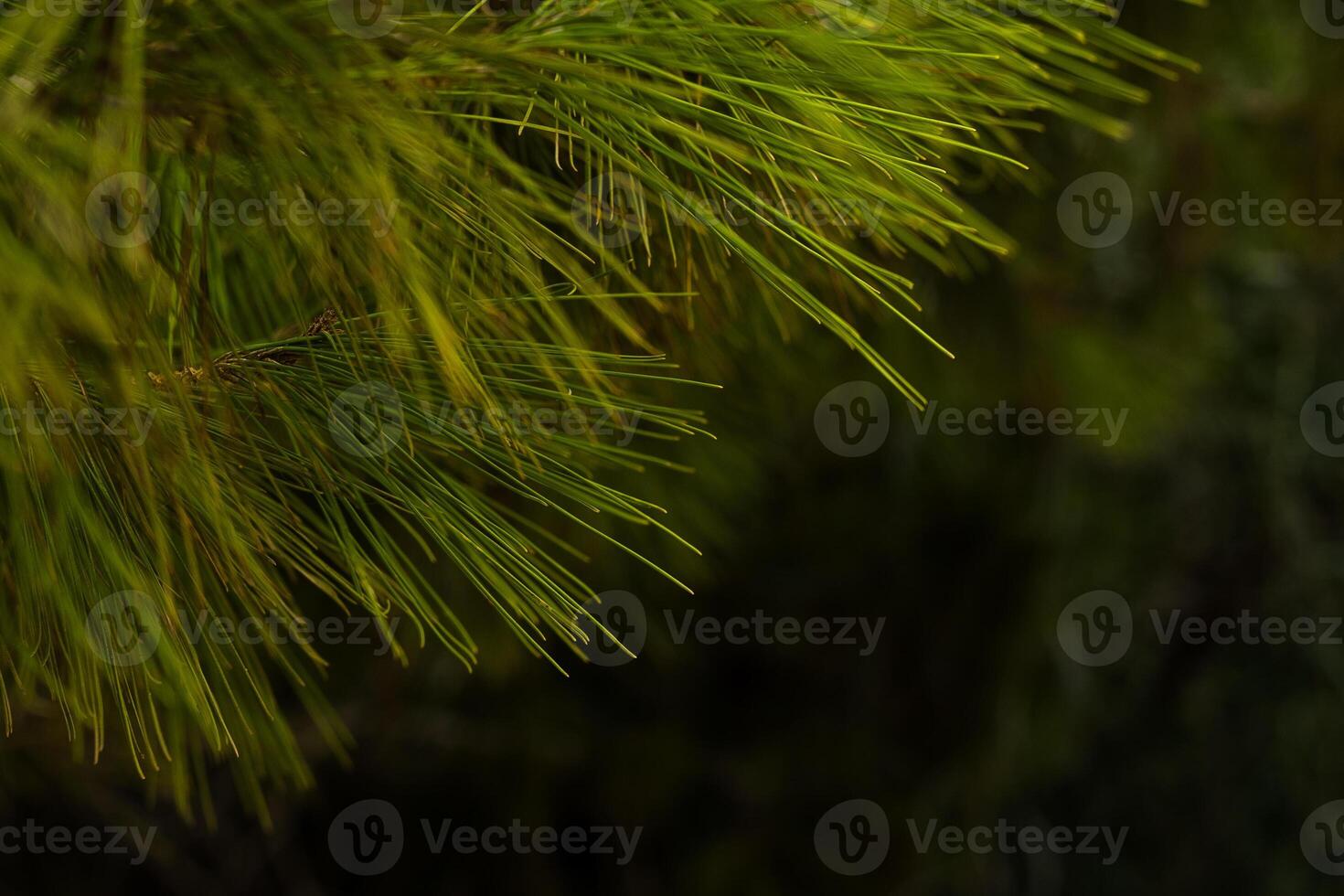 coniferous branches needles on a tree branch photo