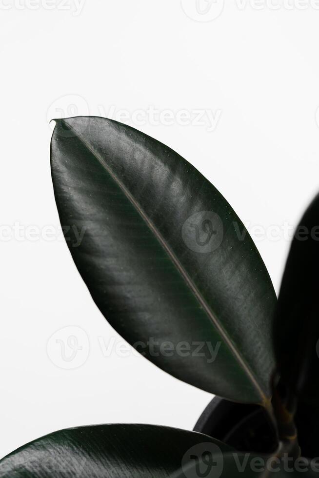 Ficus elastica, rubber fig leaves isolated white background with copy space photo