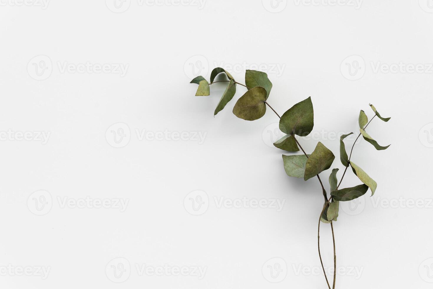 Set botanic Green leaves, eucalyptus branches, isolated on white background. photo
