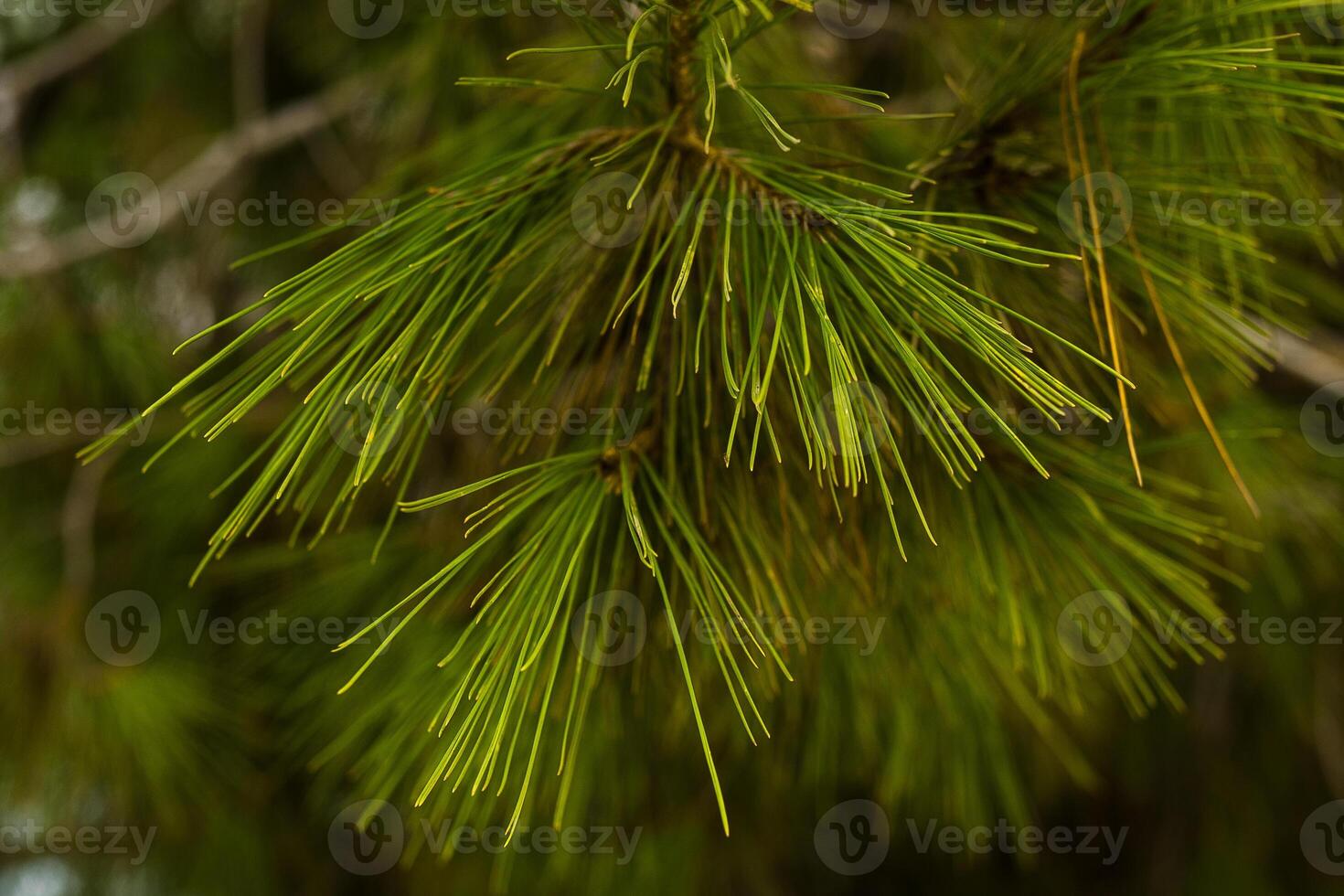 coniferous branches needles on a tree branch photo