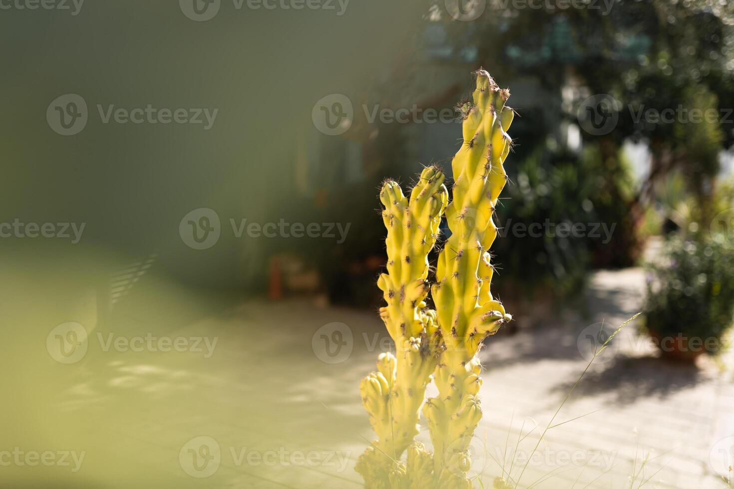 Cactus Plant with Spines Close Up. Green plant cactus with spines and dried flowers. Indian fig opuntia, barbary fig, cactus pear, spineless cactus, prickly pear. photo