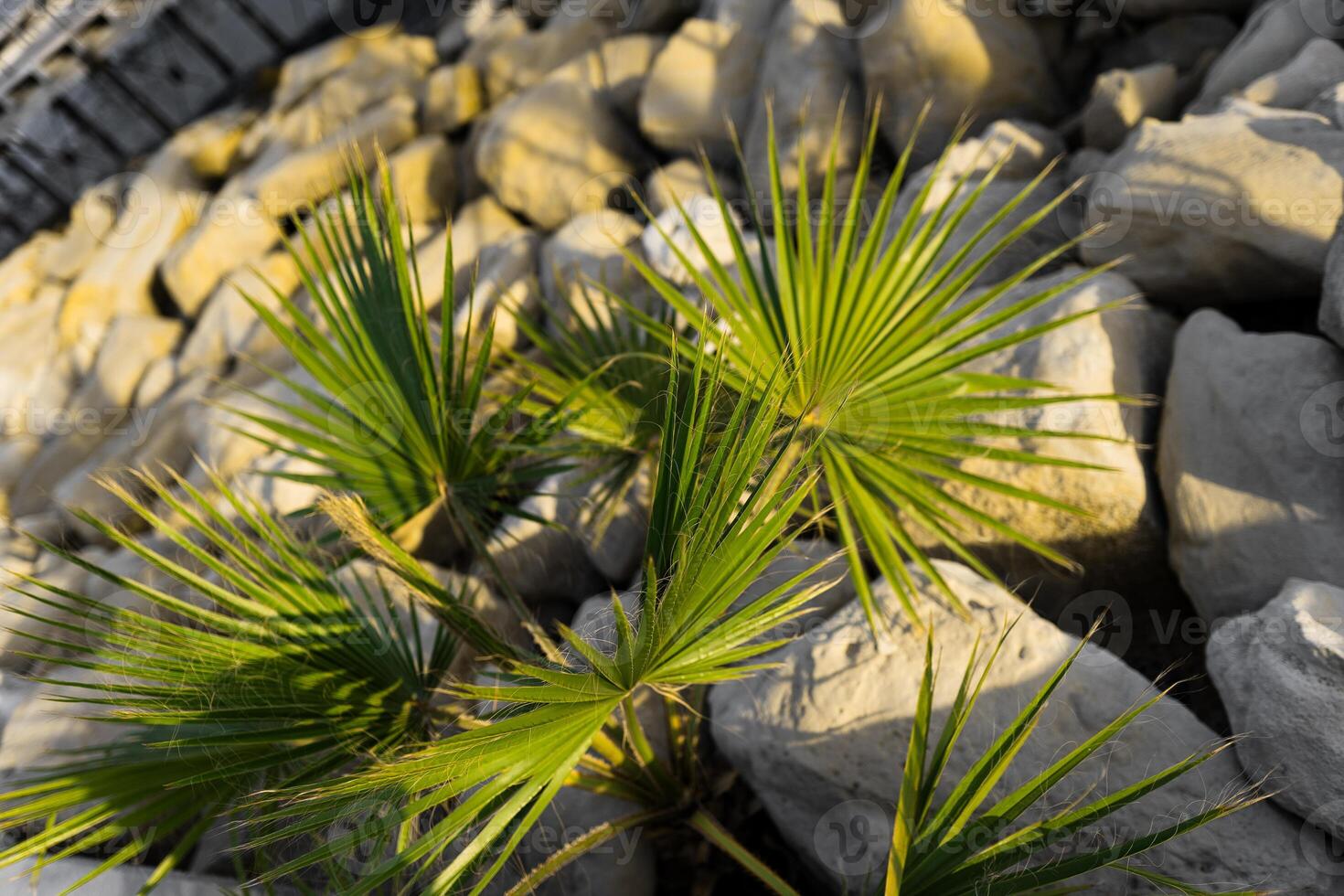 Green palm leaves on white huge stones photo