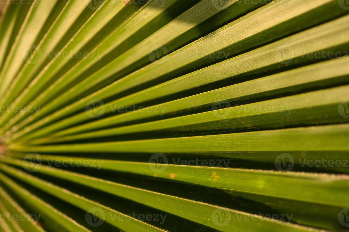 Palm tree leaf close-up macro photo