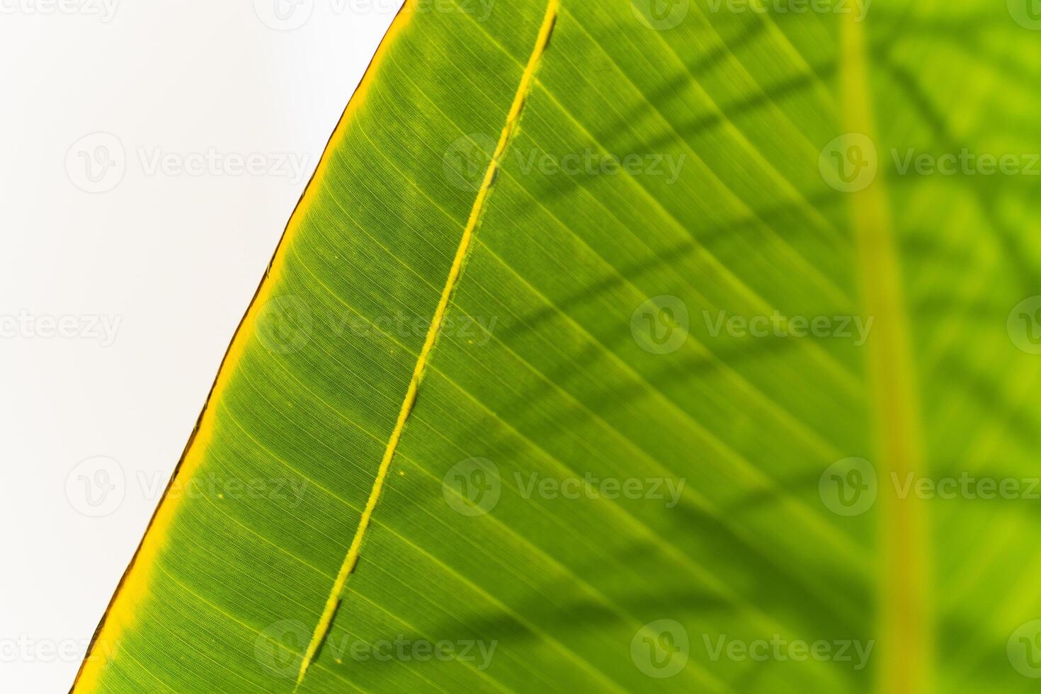 banana palm tree green leaf close-up background photo