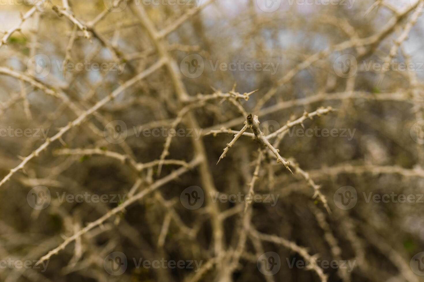 dry brown branches with needles on a tree photo