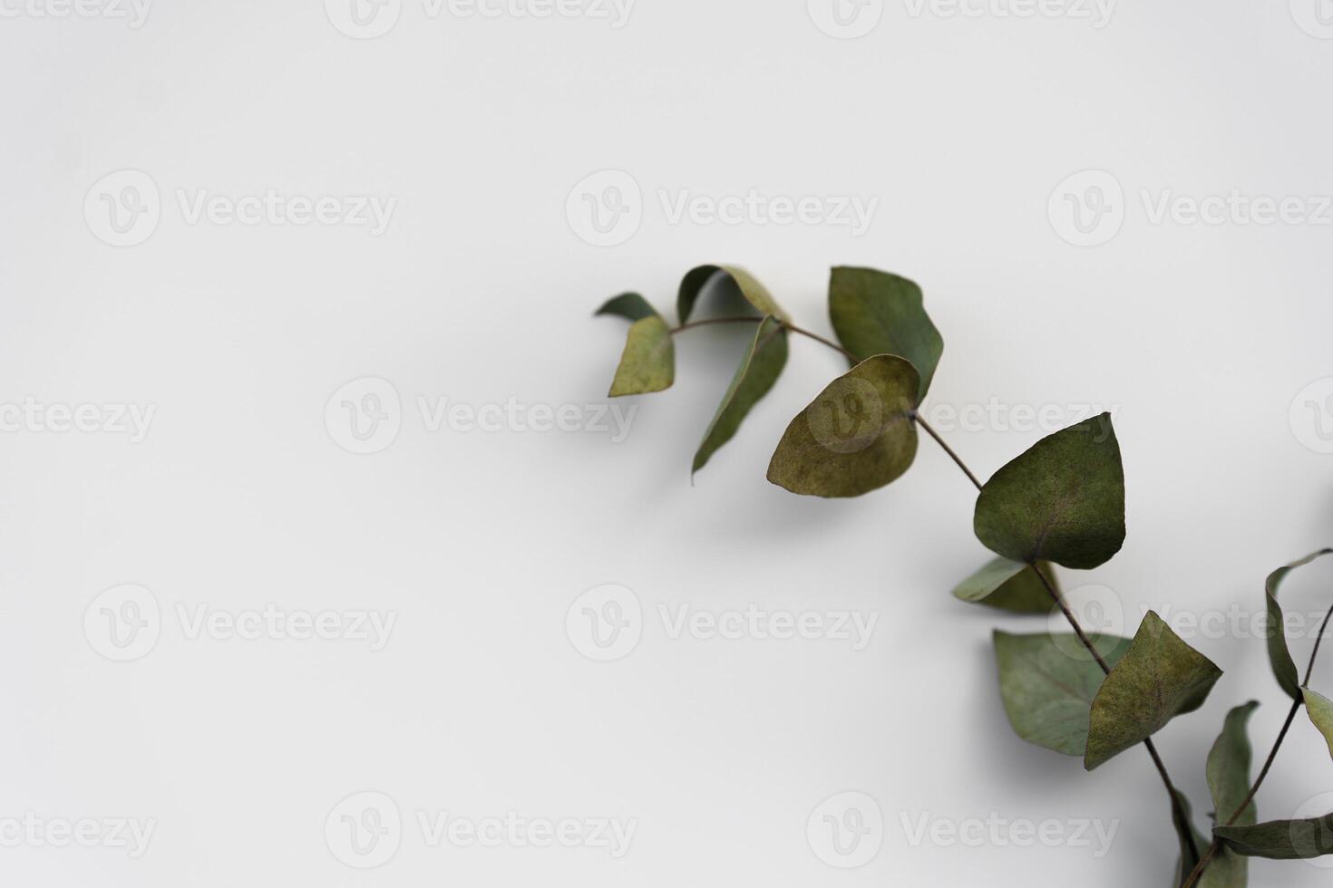 Set botanic Green leaves, eucalyptus branches, isolated on white background. photo