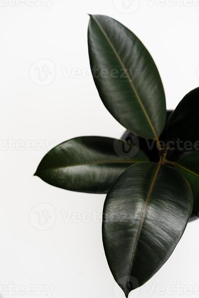 Ficus elastica, rubber fig leaves isolated white background with copy space photo